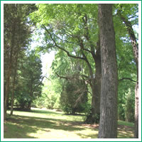 trees